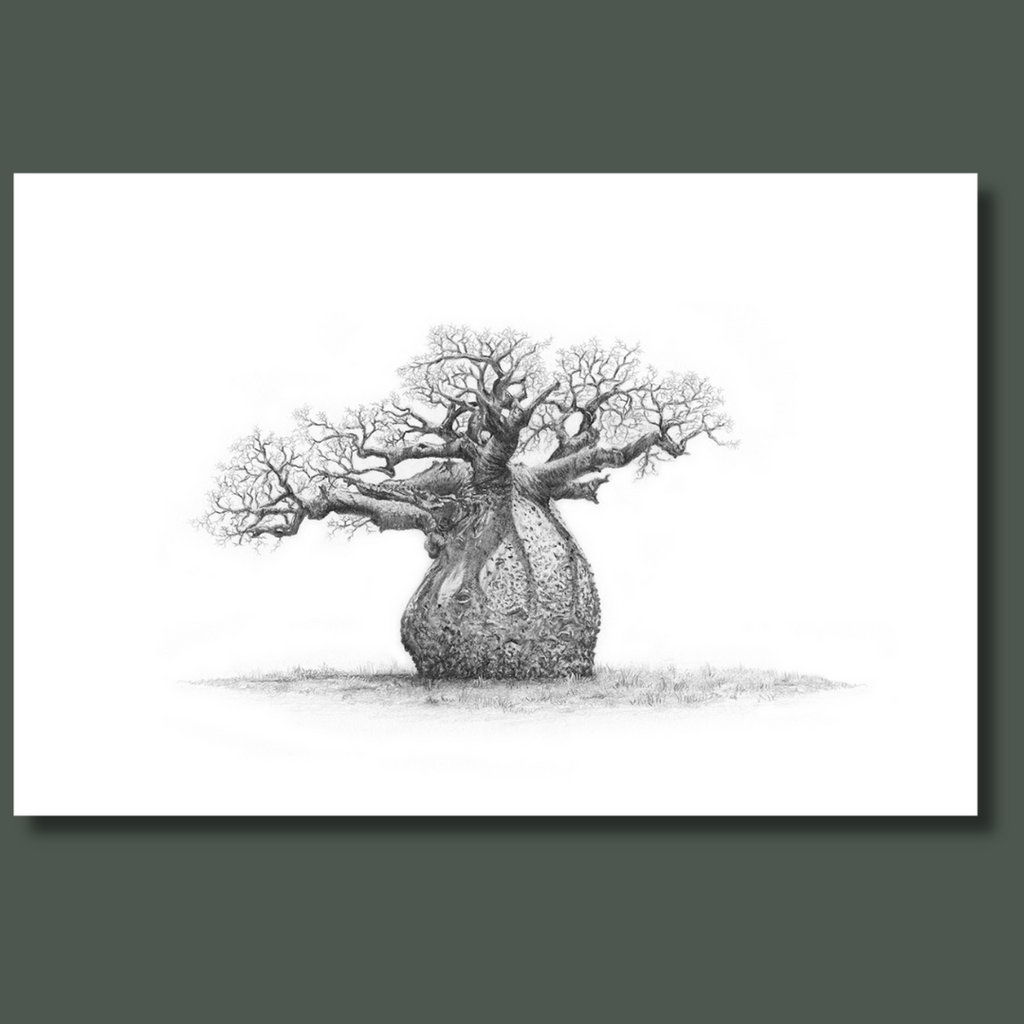 Fat round African baobab tree canvas art print