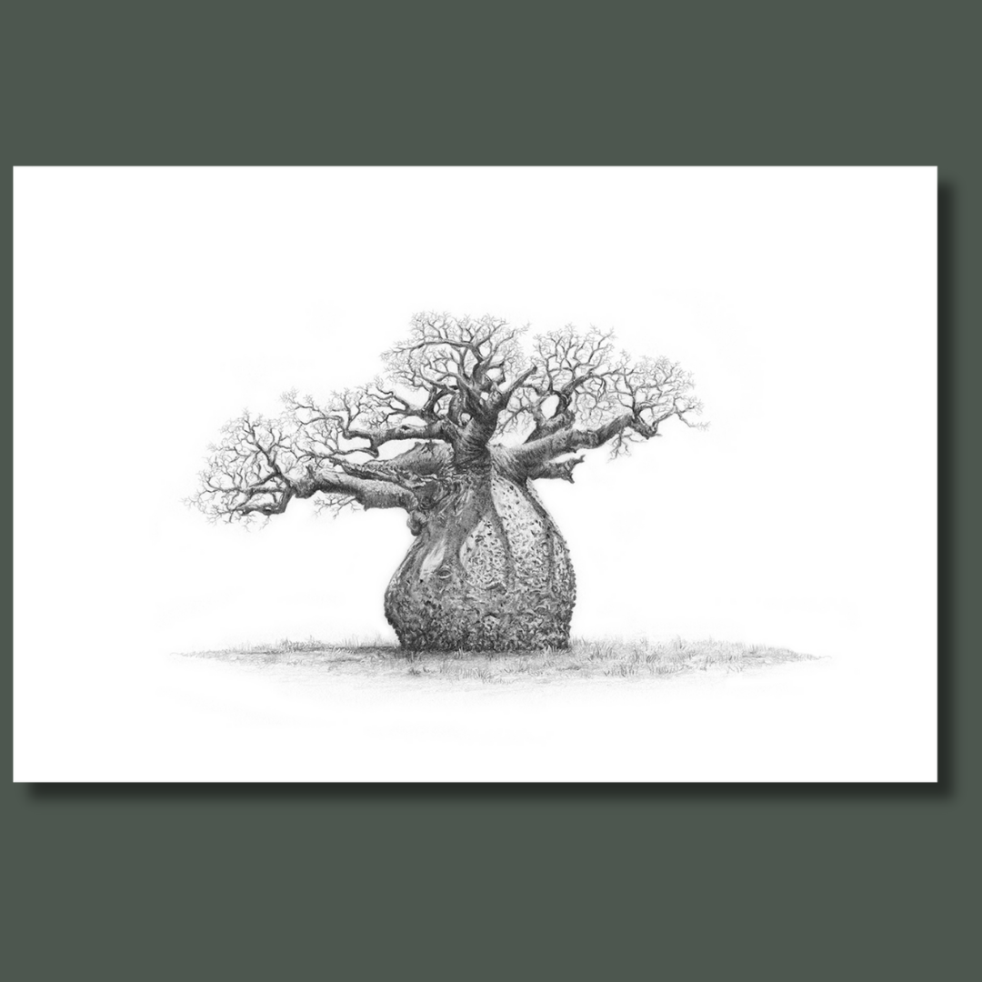Fat round African baobab tree canvas art print