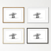 African Baobab Tree - BAO4