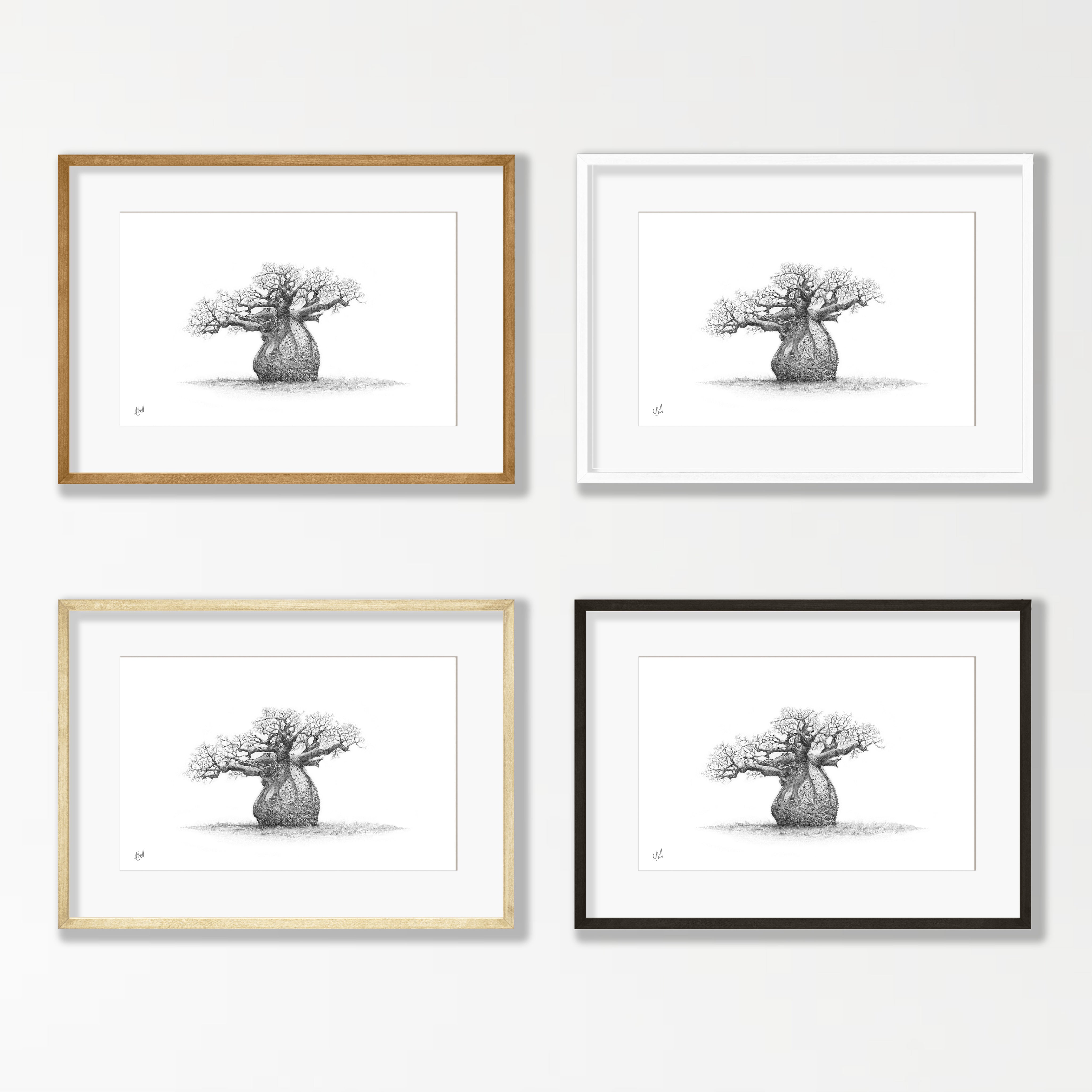 African Baobab Tree - BAO4