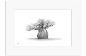 African Baobab Tree - BAO4