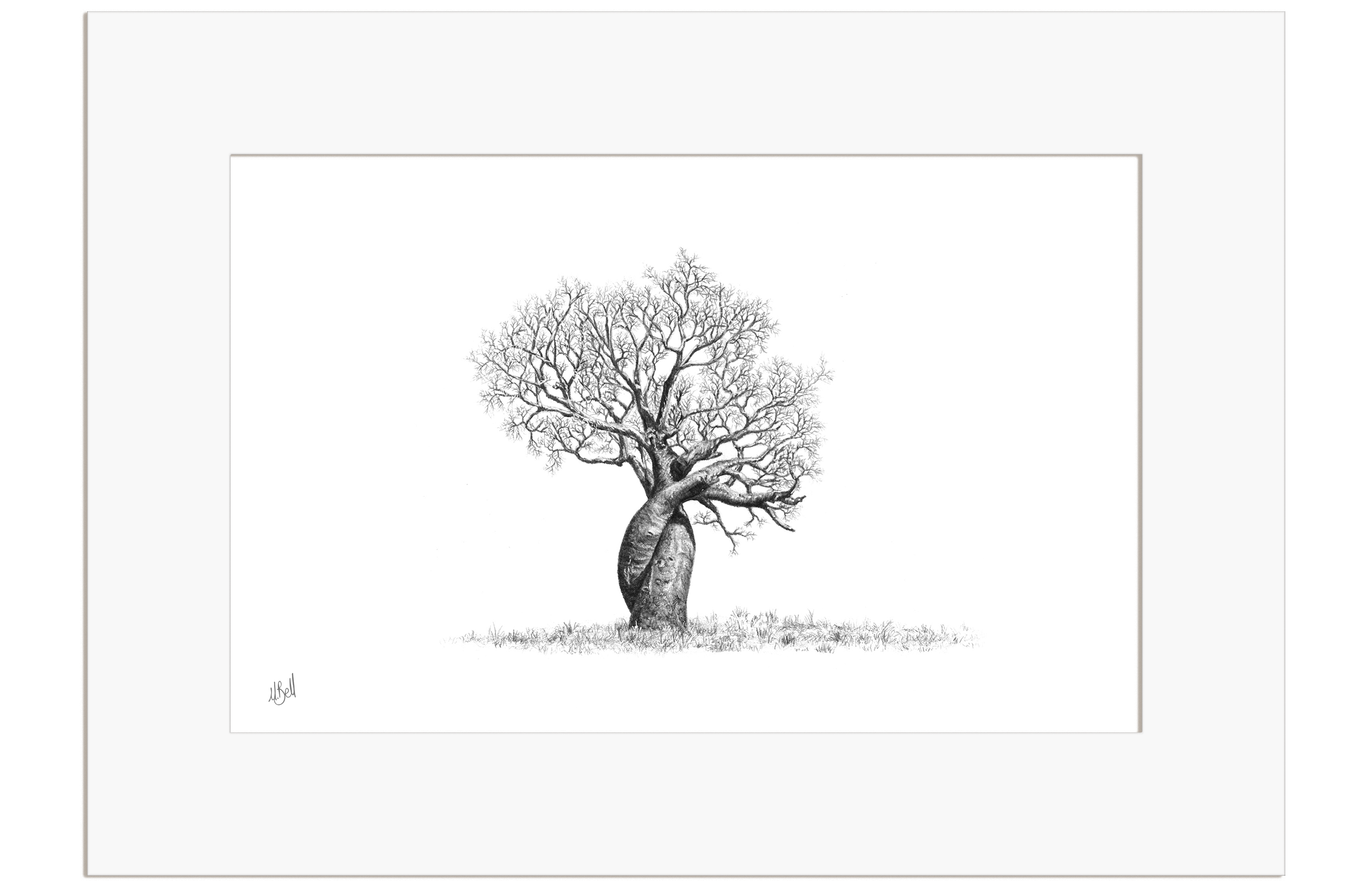 African Baobab Tree - BAO5