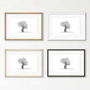 African Baobab Tree - BAO5