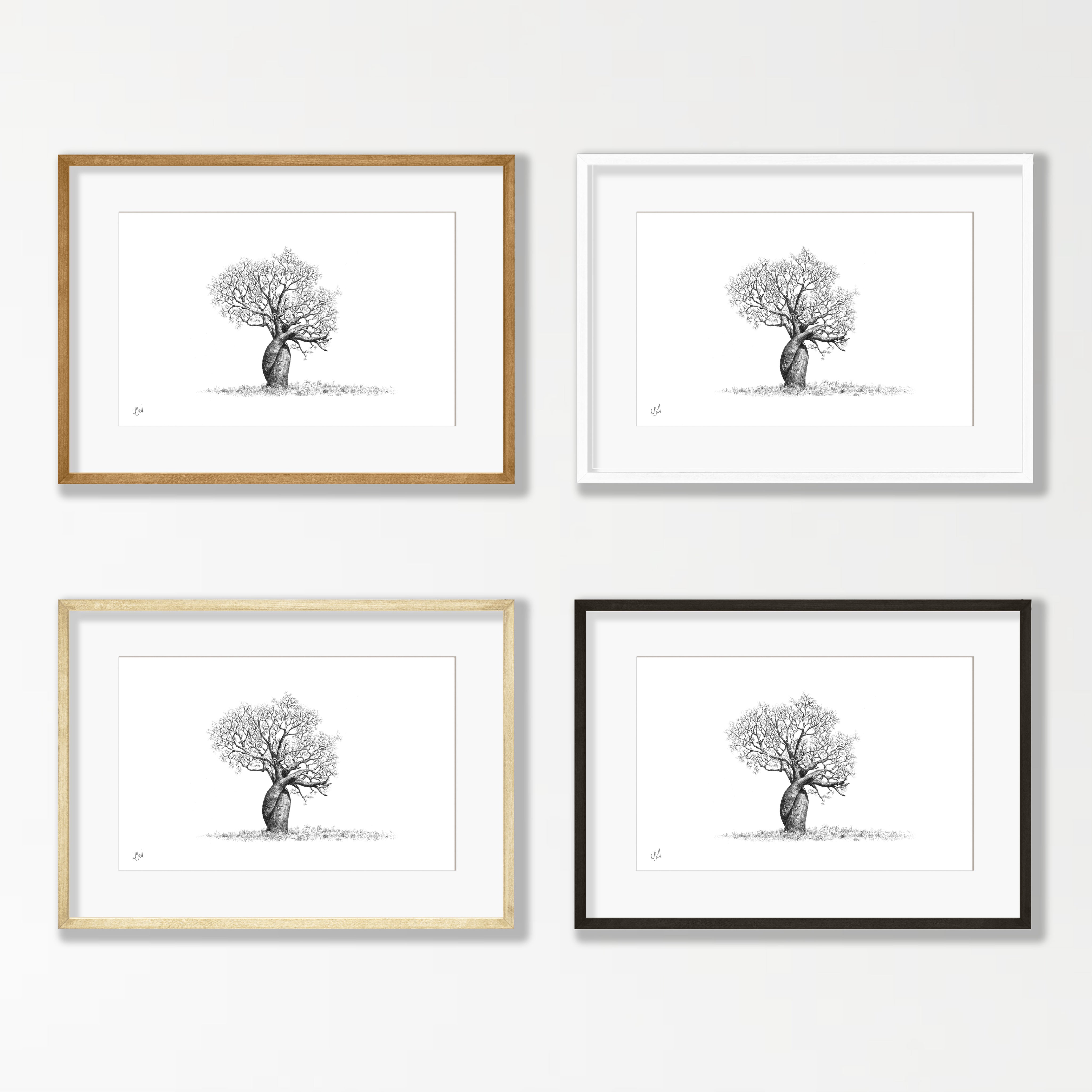 African Baobab Tree - BAO5