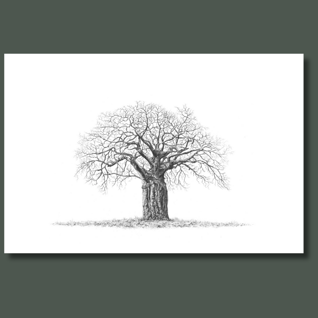 African Baobab Tree canvas art print