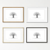 African Baobab Tree - BAO6