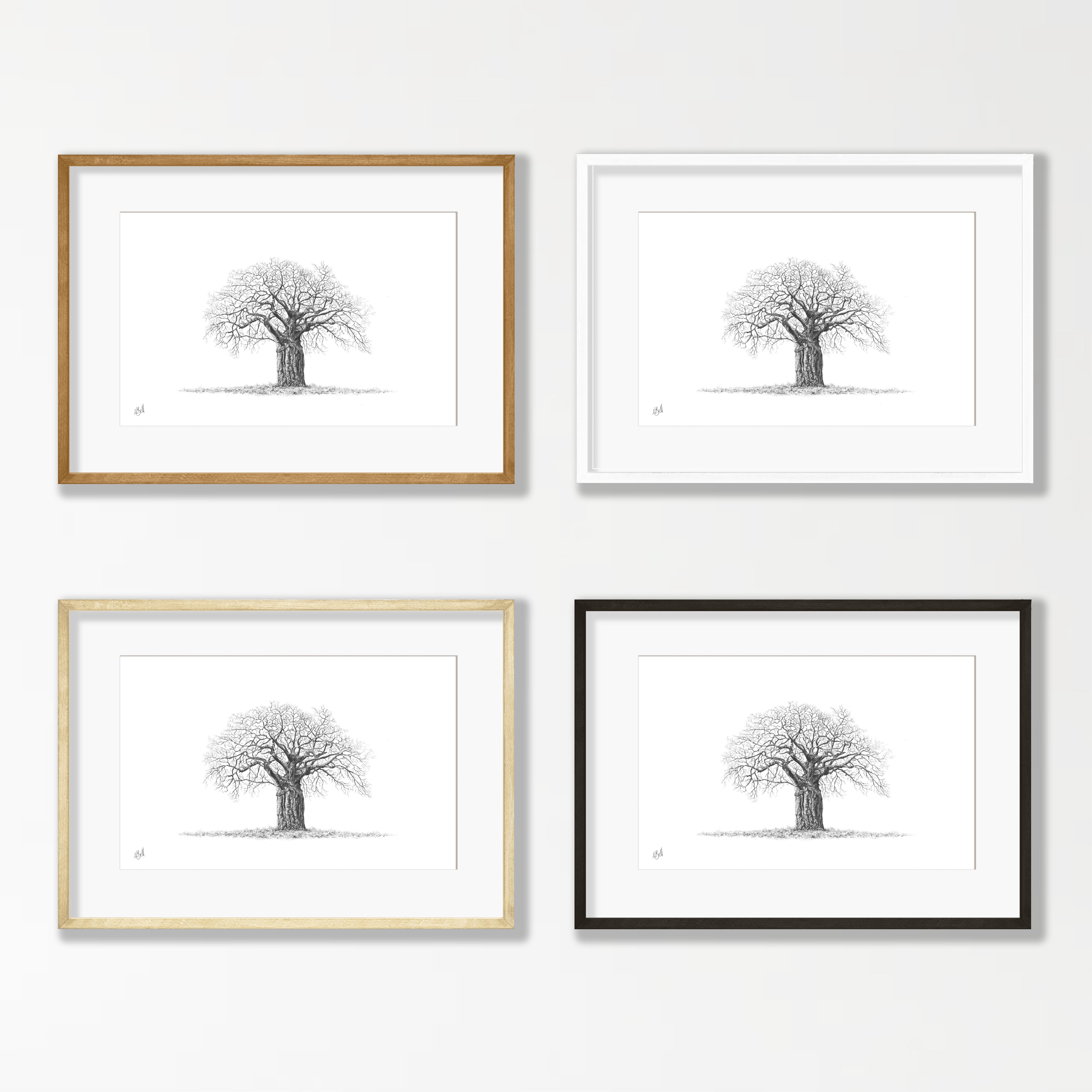 African Baobab Tree - BAO6