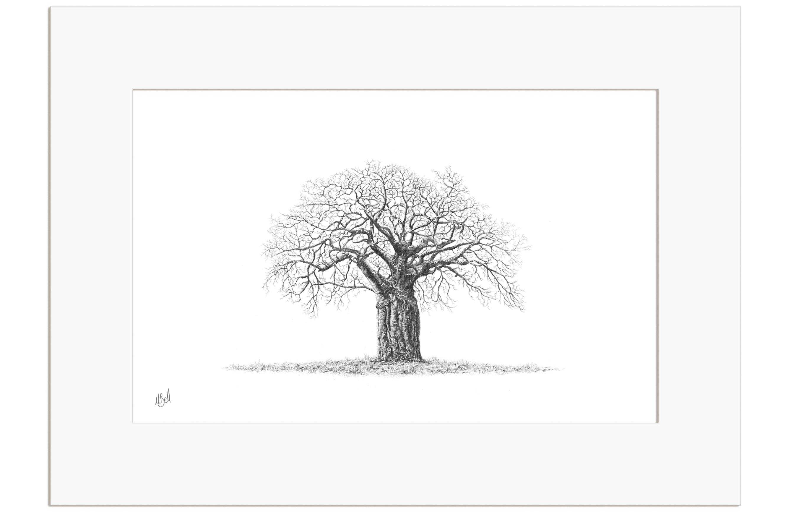 African Baobab Tree - BAO6