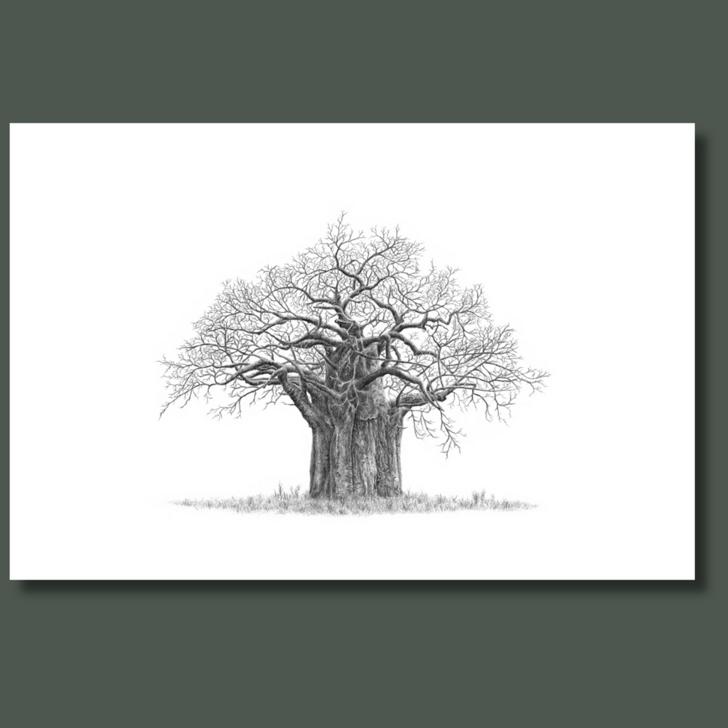 African Baobab Tree in Limpopo, South Africa canvas art print