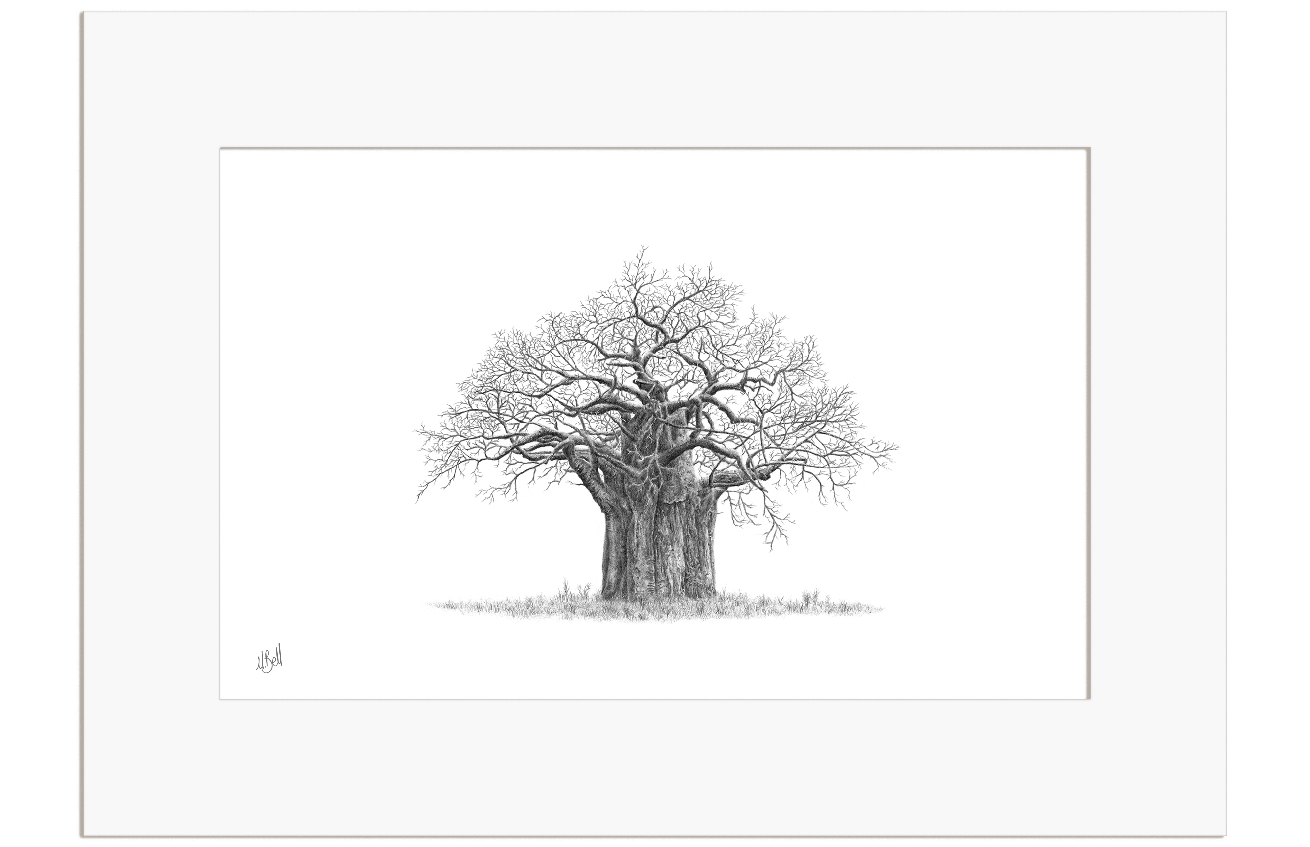 African Baobab Tree - BAO7