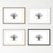 African Baobab Tree - BAO7