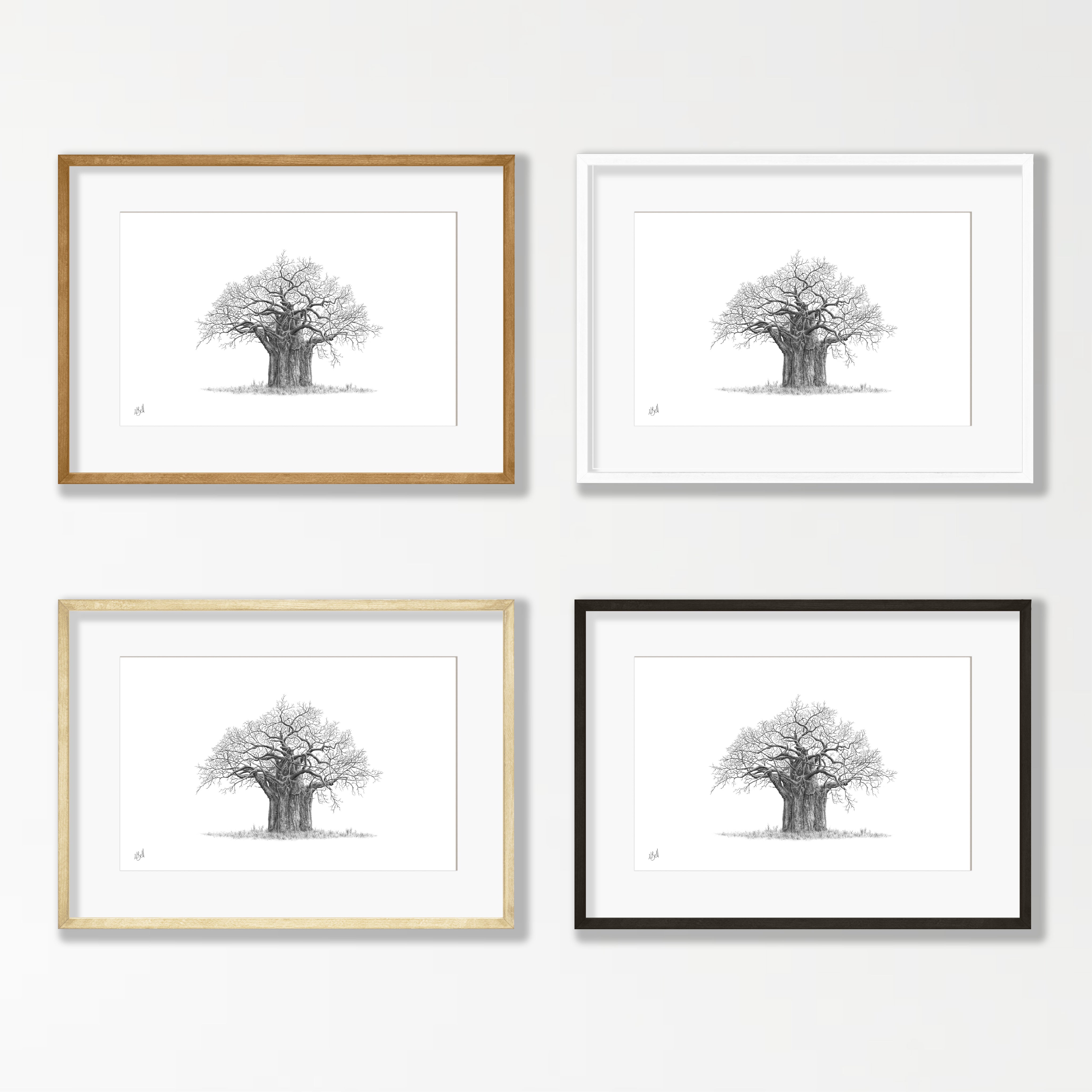 African Baobab Tree - BAO7