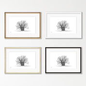 African Baobab Tree - BAO8