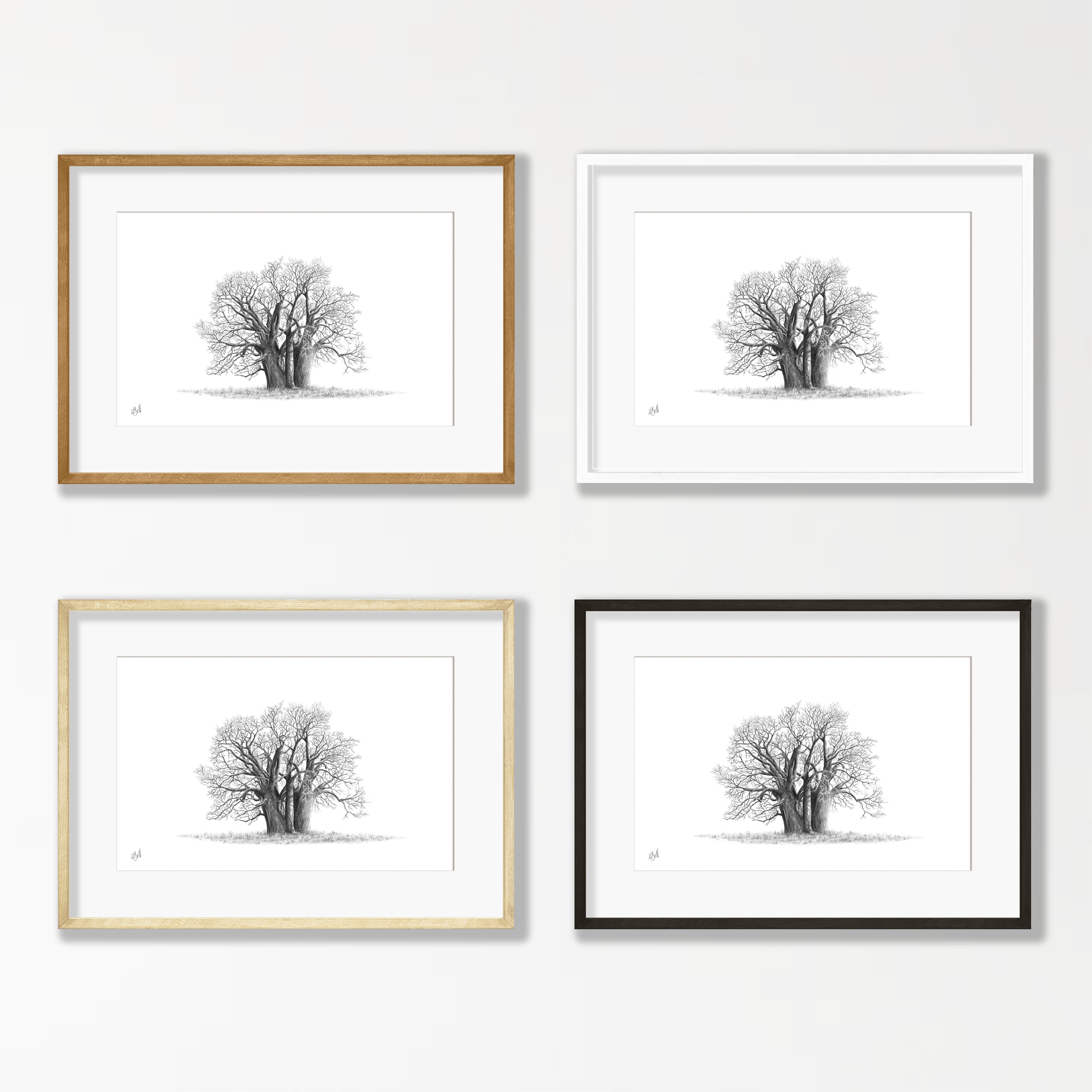 African Baobab Tree - BAO8