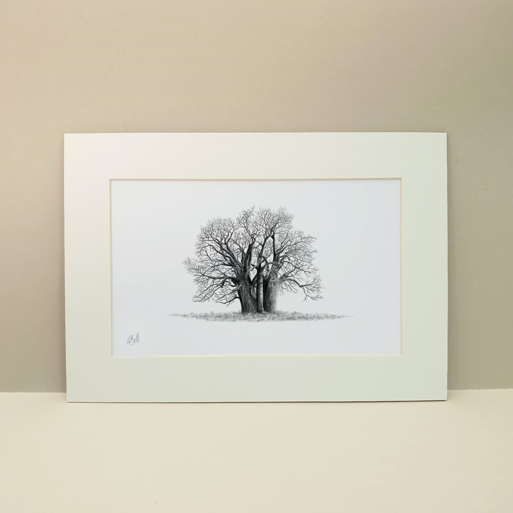 Black and white pencil drawing of an African Baobab Tree