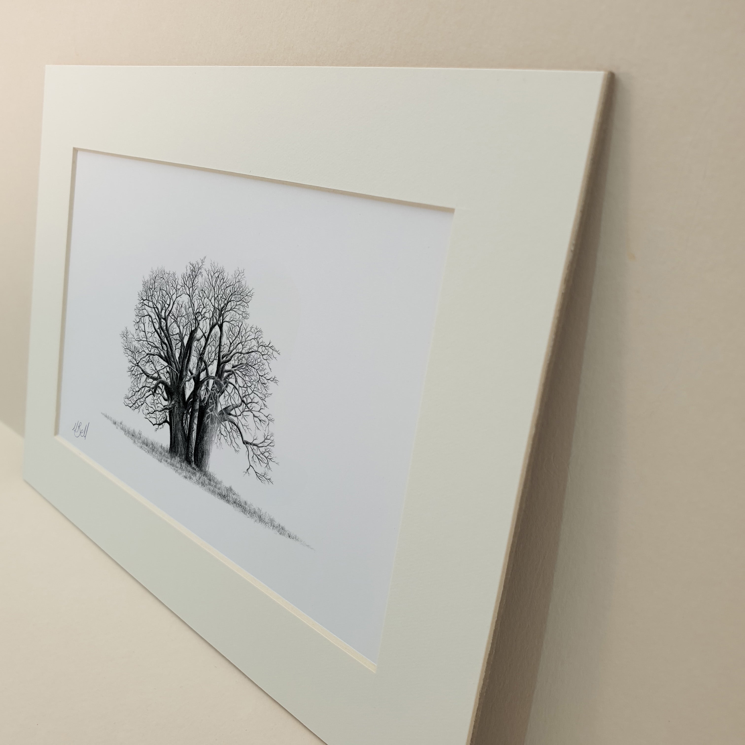 Black and white pencil drawing of an African Baobab Tree