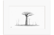 African Baobab Tree - BAO9