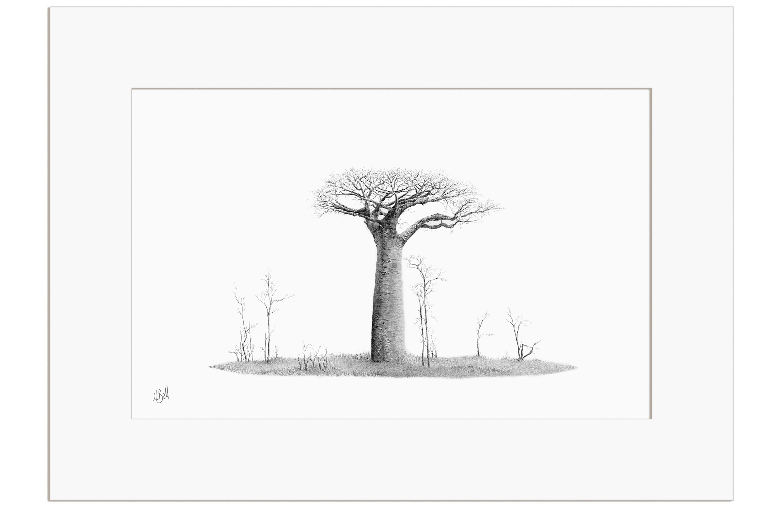 African Baobab Tree - BAO9