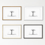 African Baobab Tree - BAO9