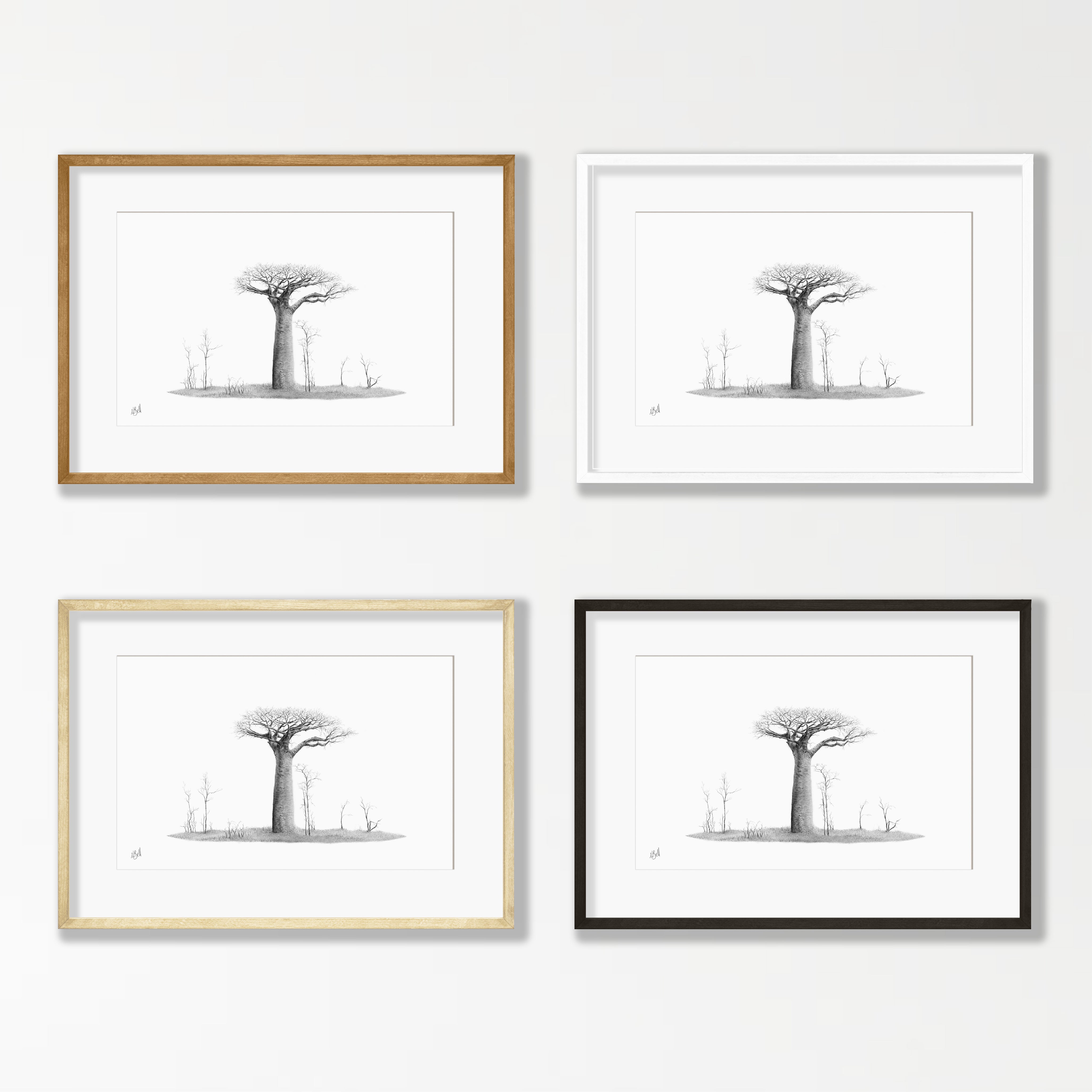 African Baobab Tree - BAO9