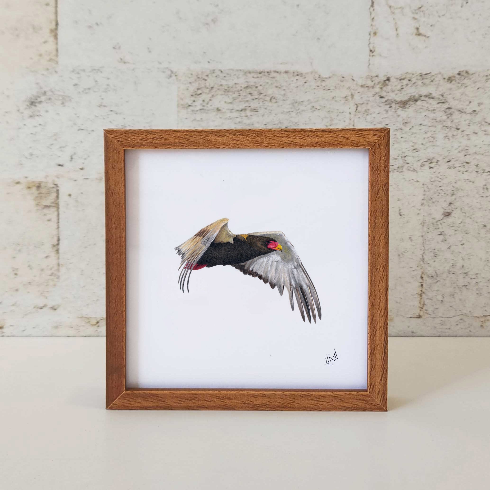 Kiaat wood framed miniature artwork of a Bateleur Eagle, part of wildlife artist Matthew Bell's birds of South Africa gallery