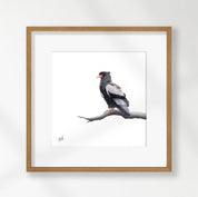 Bateleur Eagle - BAT3