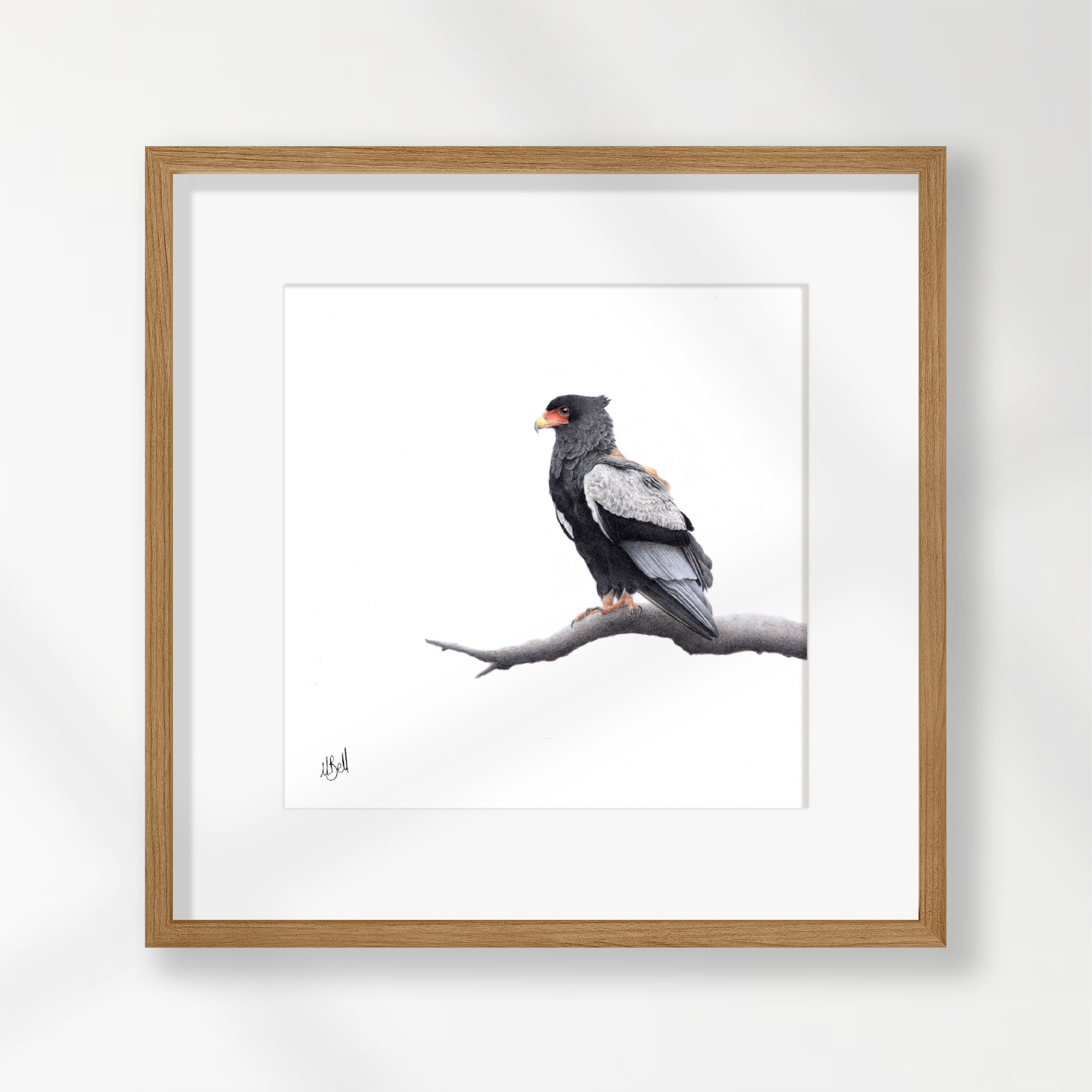 Bateleur Eagle - BAT3