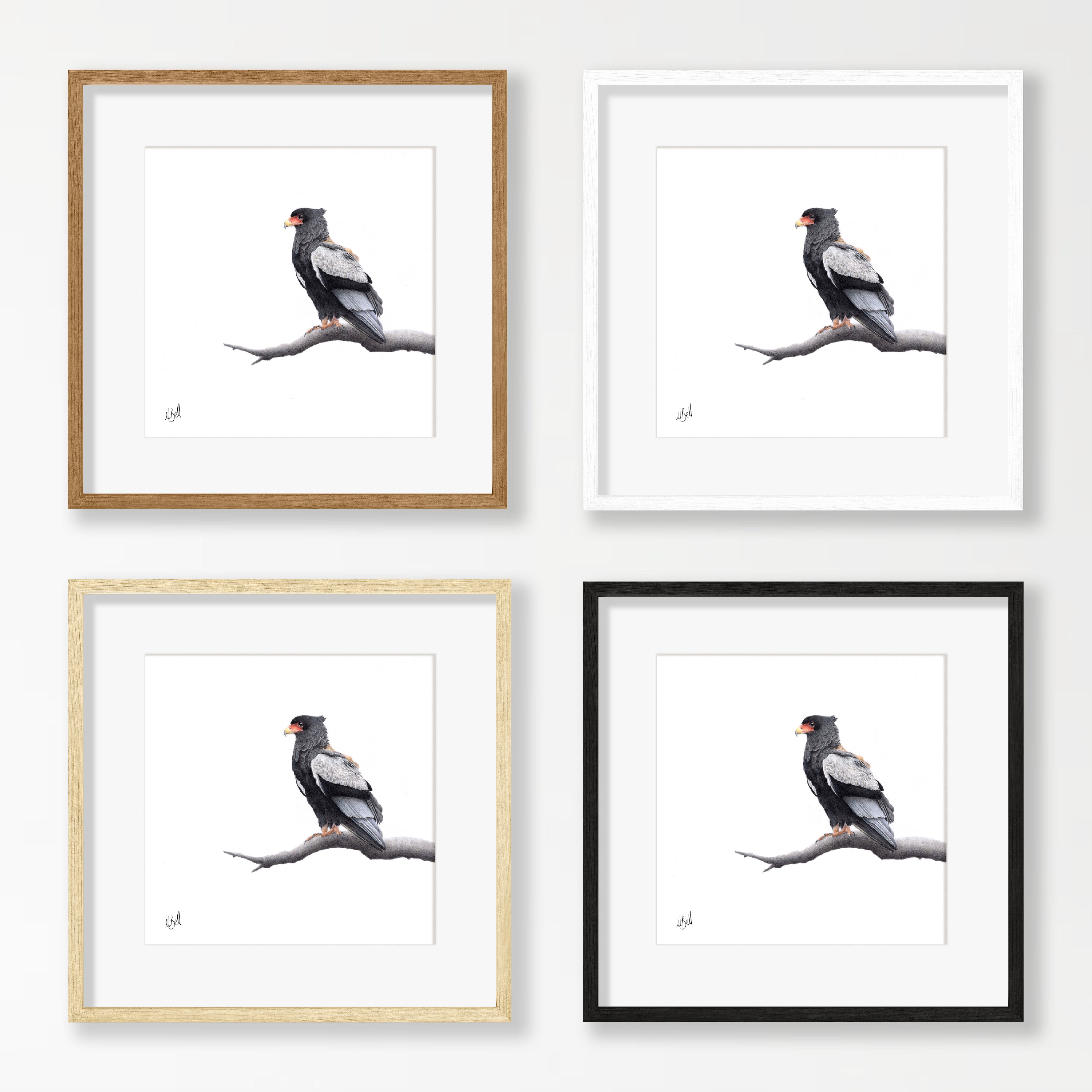 Bateleur Eagle - BAT3