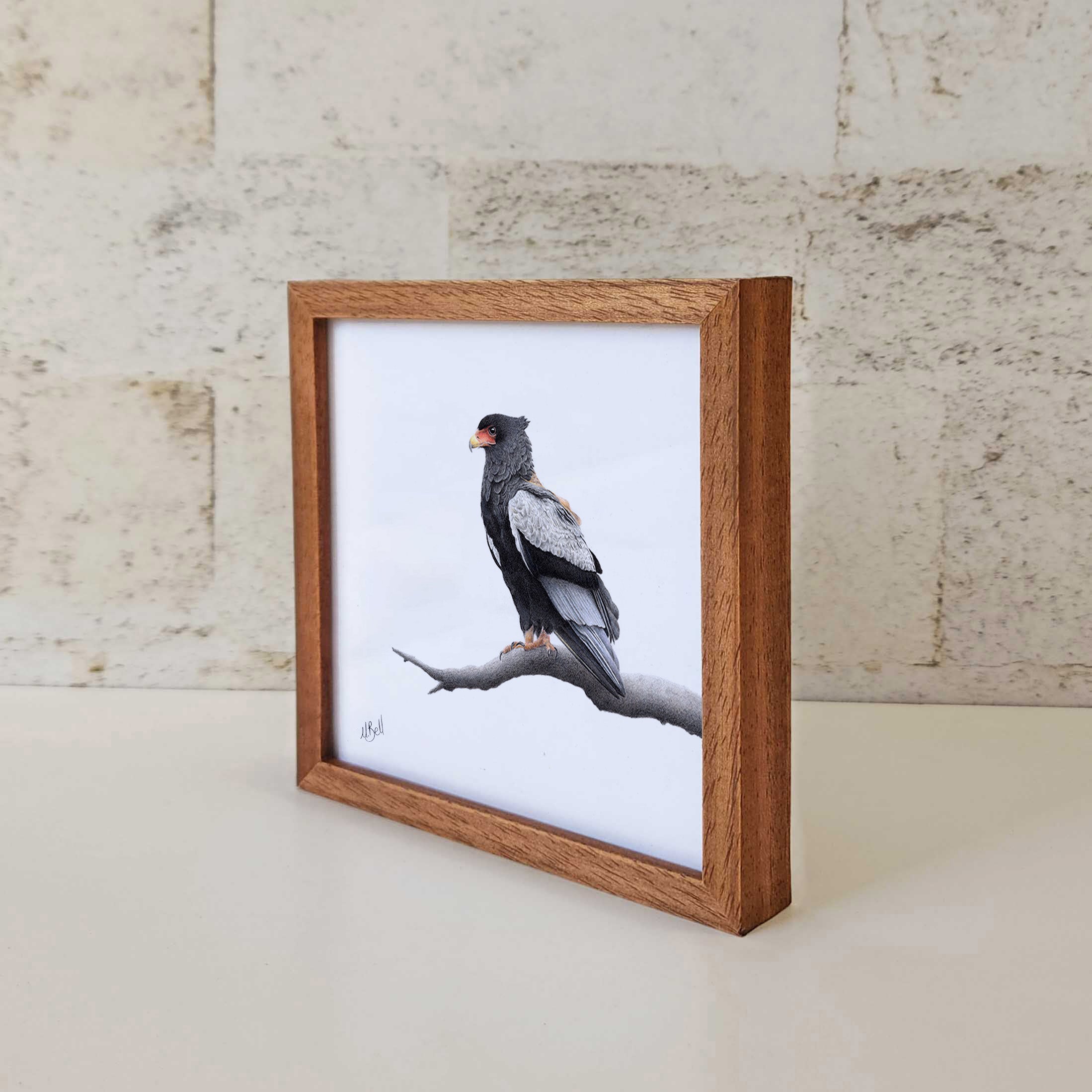 Kiaat wood framed miniature artwork of a Bateleur Eagle, part of wildlife artist Matthew Bell's birds of South Africa gallery