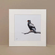 Bateleur Eagle bird of prey pencil art by Matthew Bell