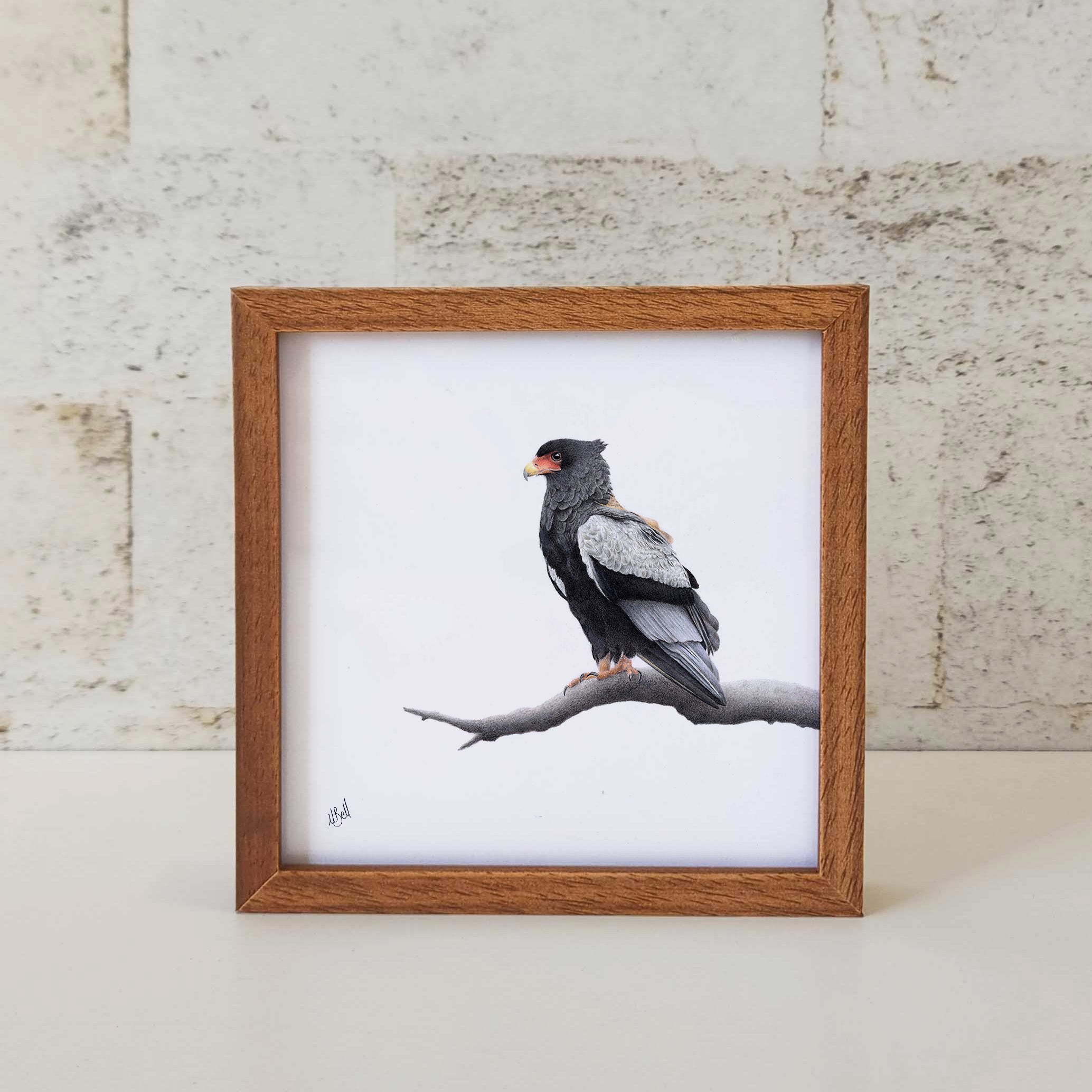 Kiaat wood framed miniature artwork of a Bateleur Eagle, part of wildlife artist Matthew Bell's birds of South Africa gallery