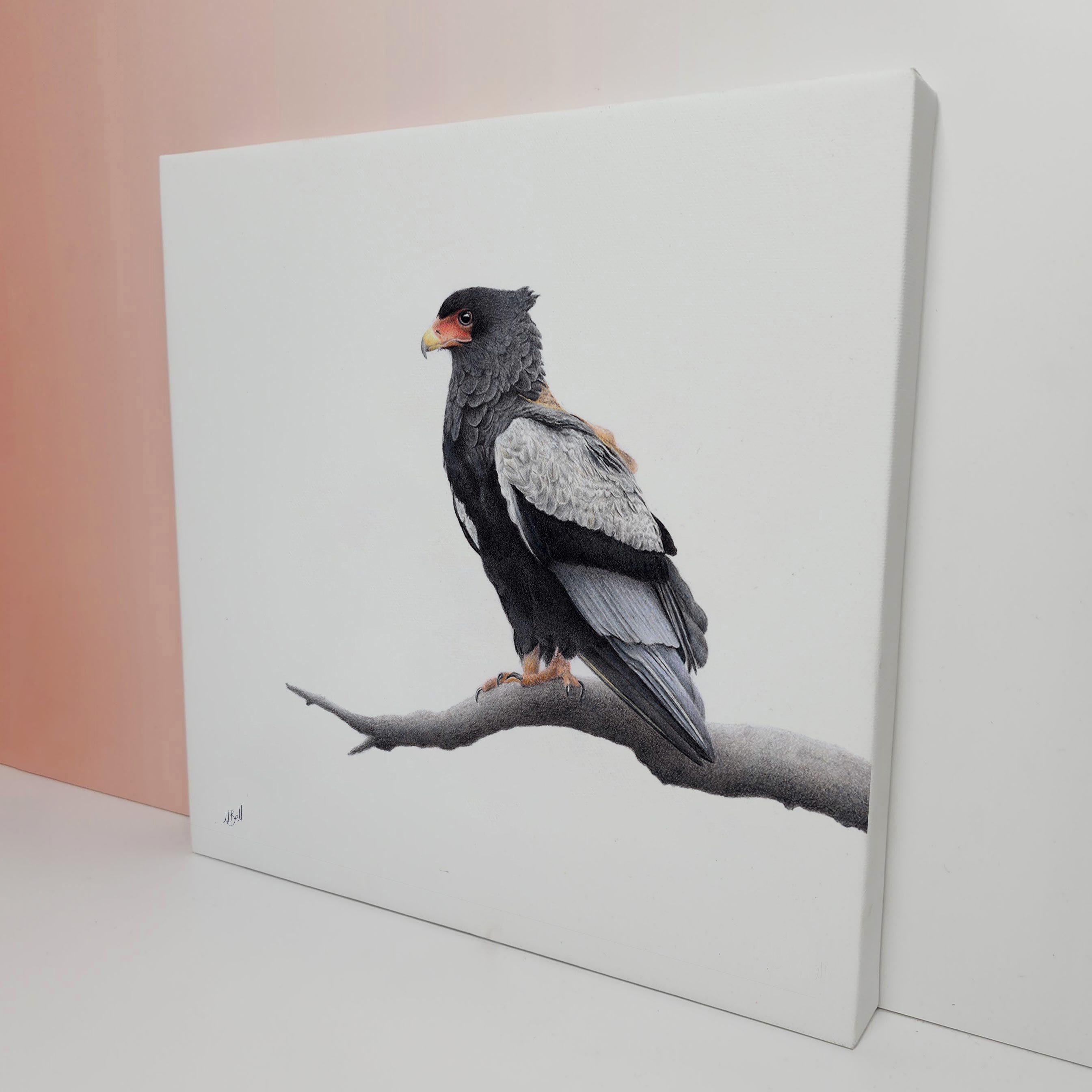 Bateleur Eagle canvas artwork by wildlife artist Matthew Bell