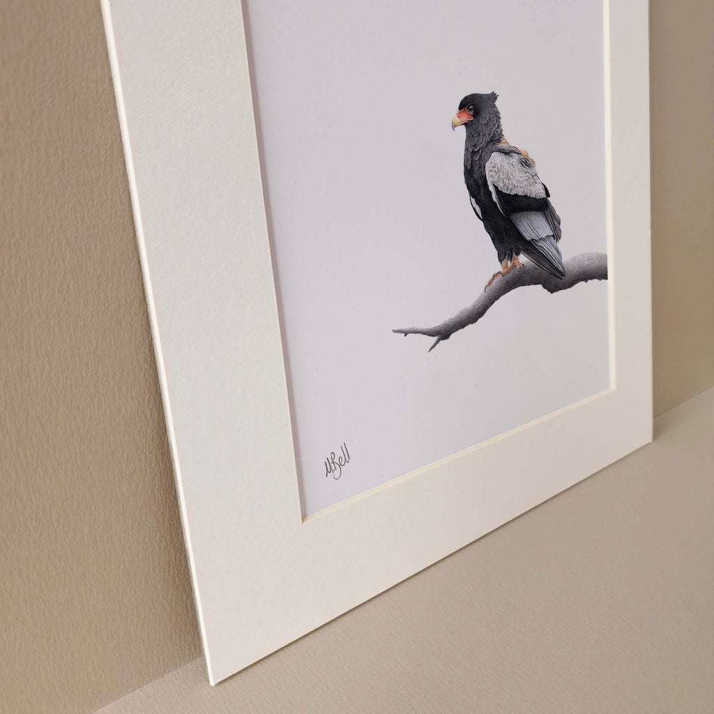 Bateleur Eagle bird of prey pencil art by Matthew Bell