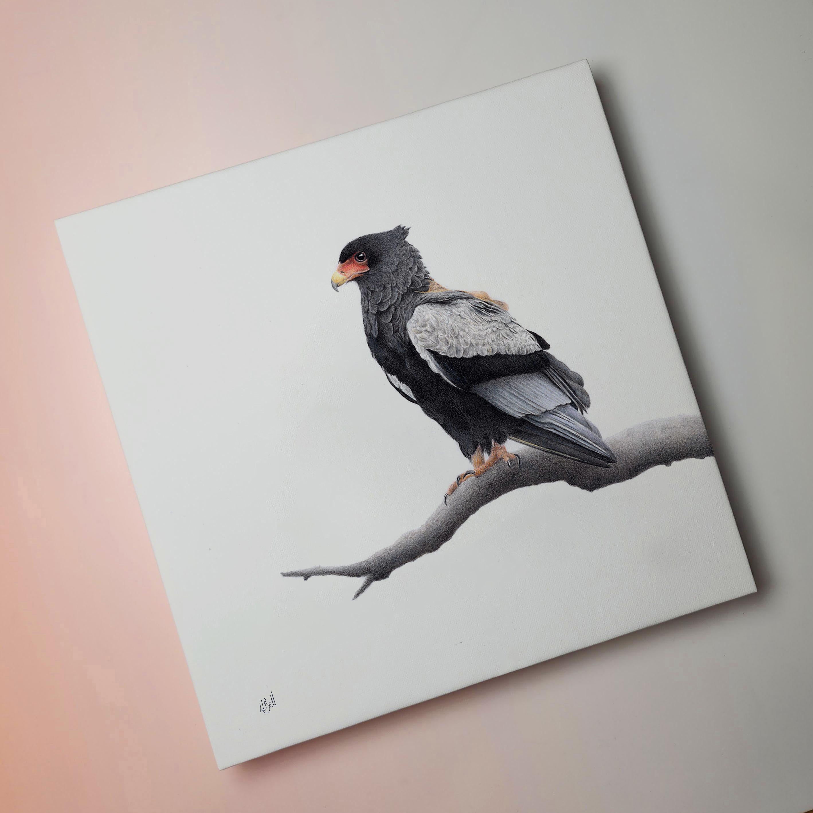 Bateleur Eagle canvas artwork by wildlife artist Matthew Bell