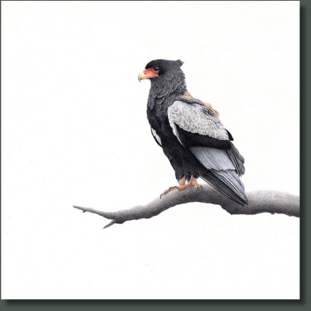 Bateleur Eagle canvas artwork by wildlife artist Matthew Bell