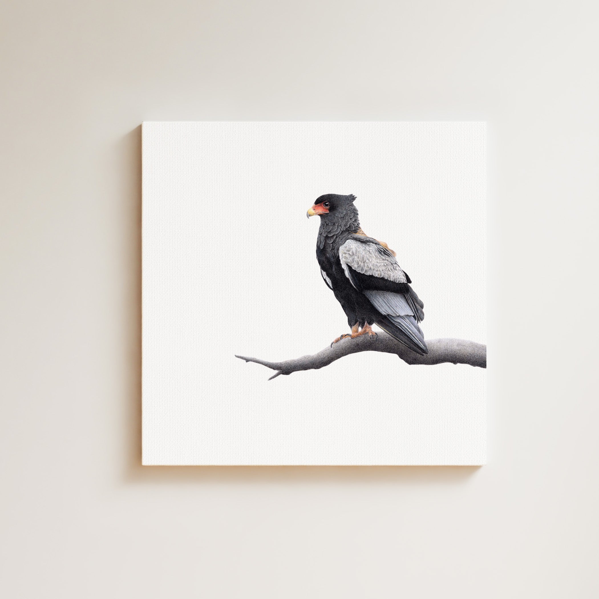 Bateleur Eagle drawing on canvas by South African wildlife artist Matthew Bell