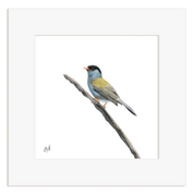 Bush Blackcap - BB