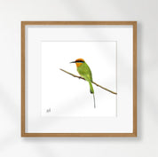 Böhms Bee Eater - BBE