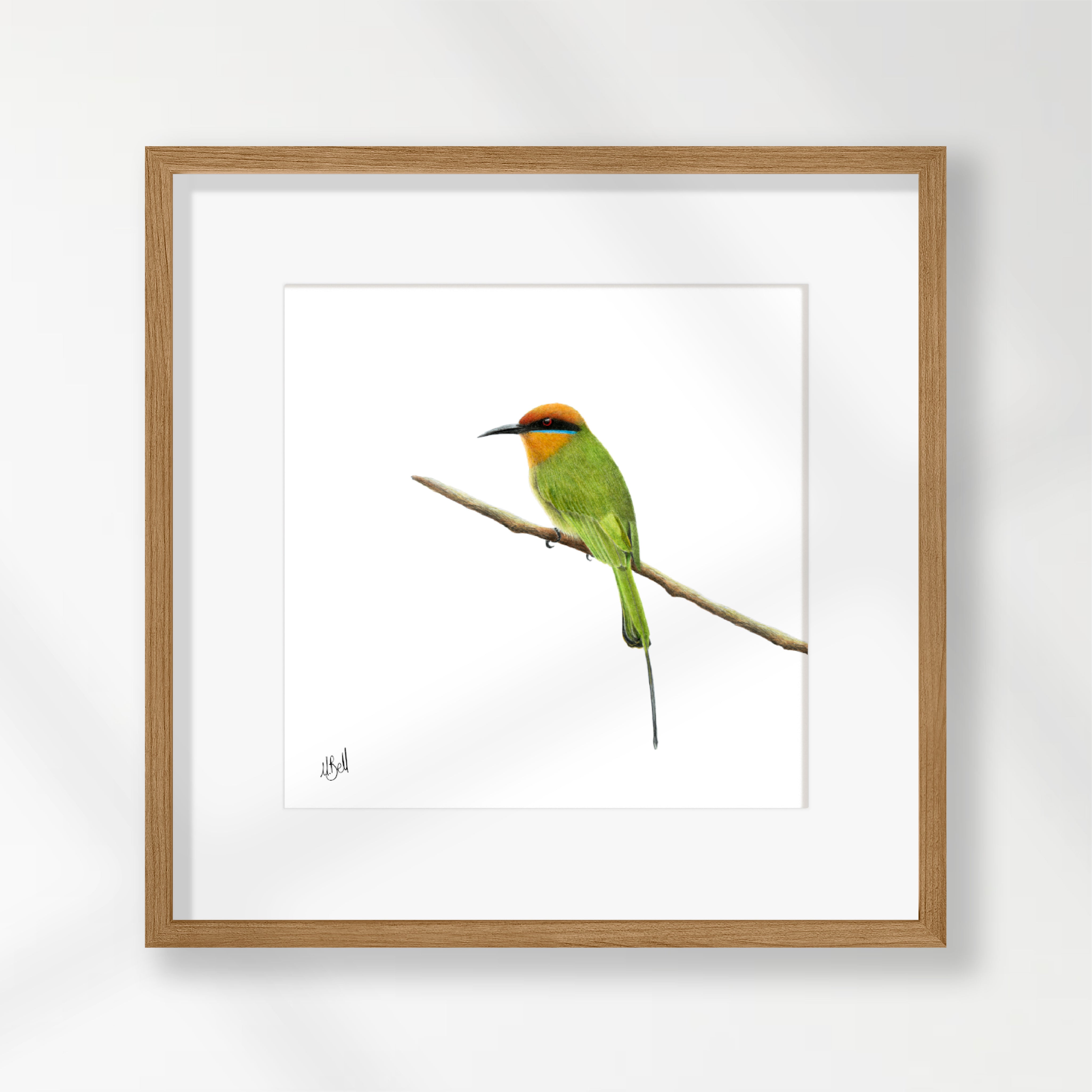 Böhms Bee Eater - BBE