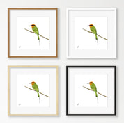 Böhms Bee Eater - BBE