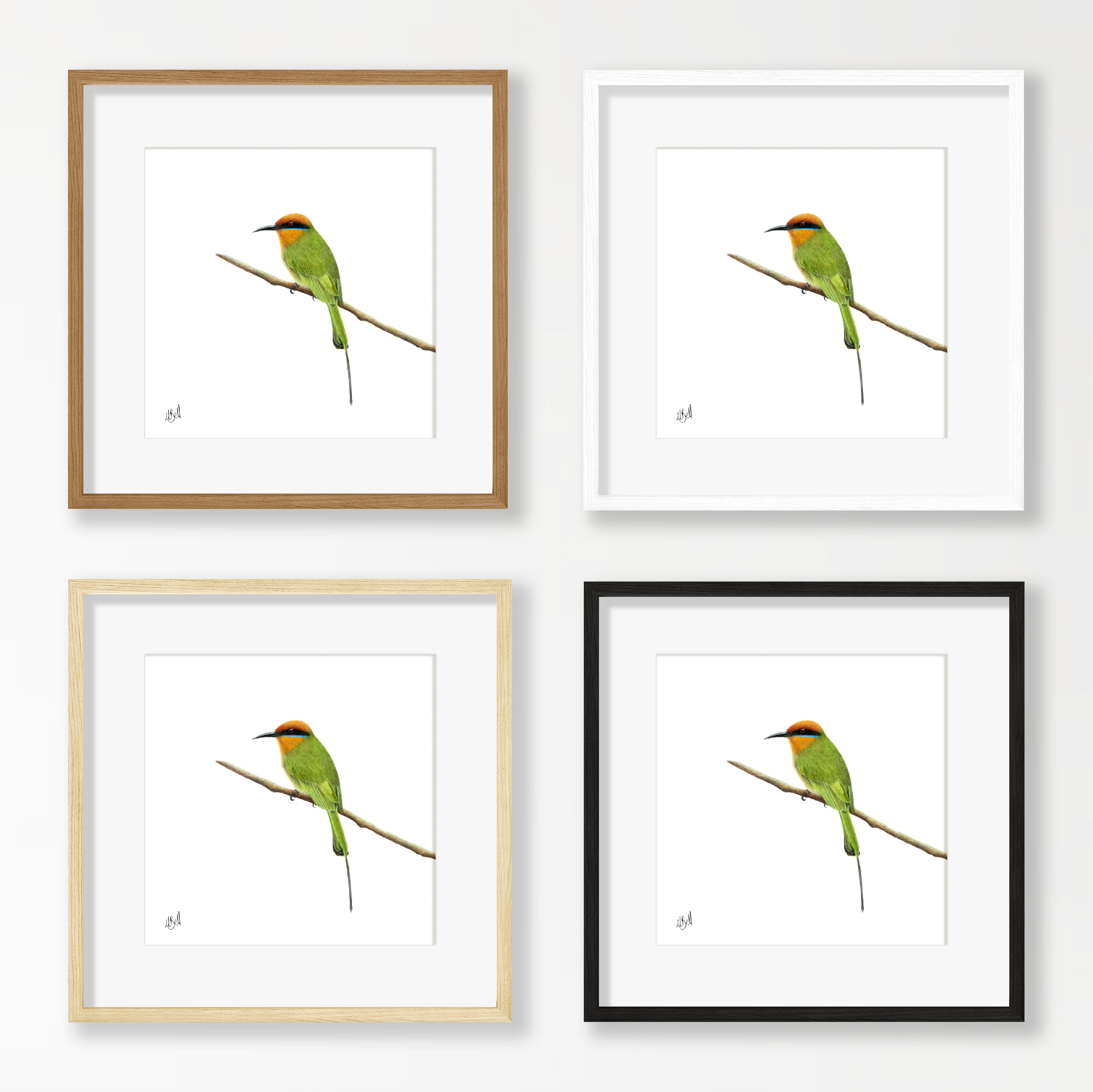 Böhms Bee Eater - BBE