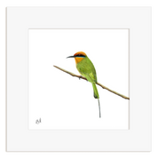 Böhms Bee Eater - BBE