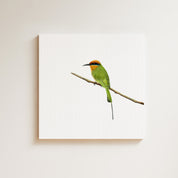 Böhms Bee Eater (BBE) on Canvas