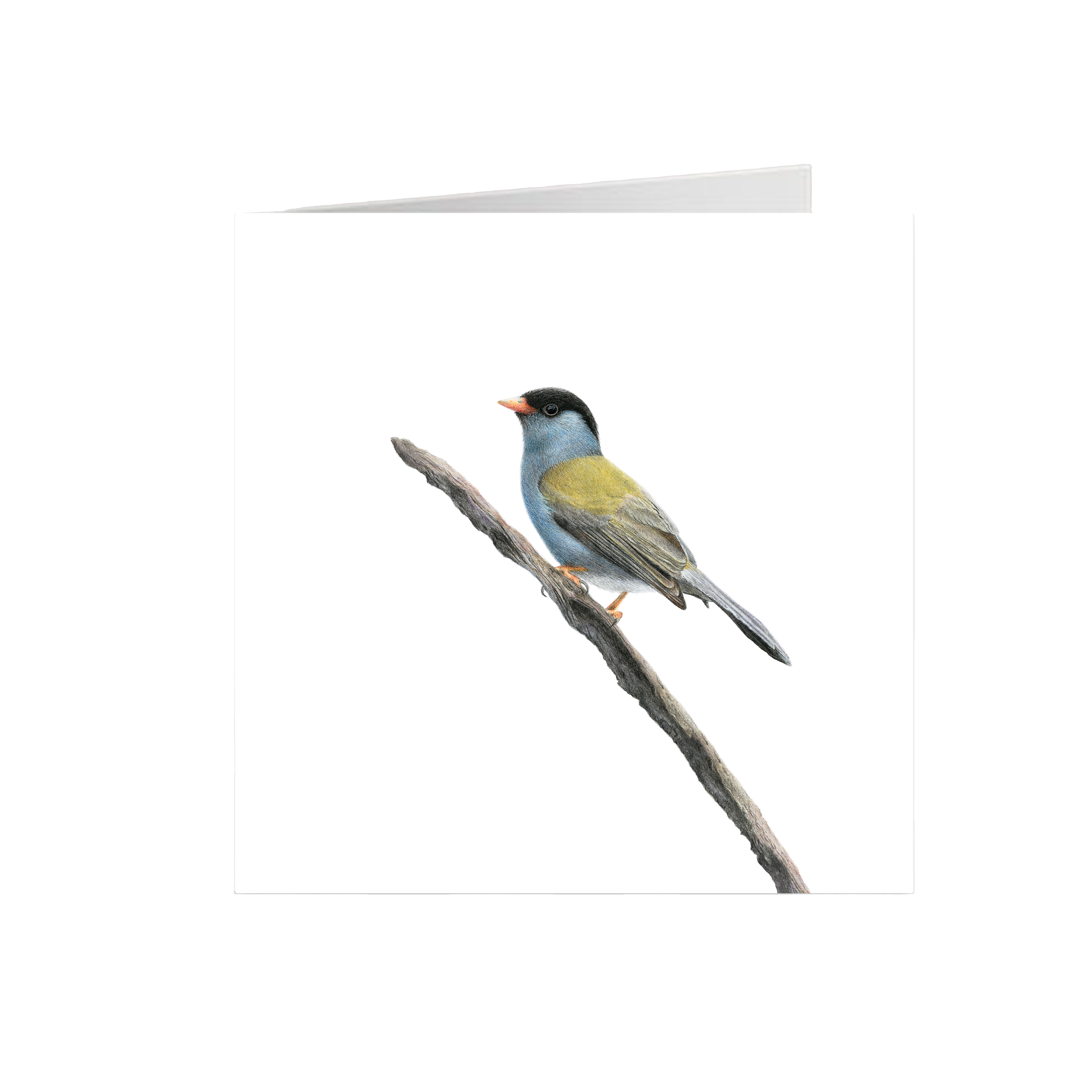 BB_172c324d-f59c-403e-86ec-d96e99c57cf3.png