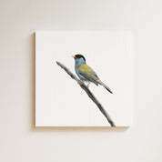 Bush Blackcap (BB) on Canvas