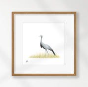 Blue Crane - BC
