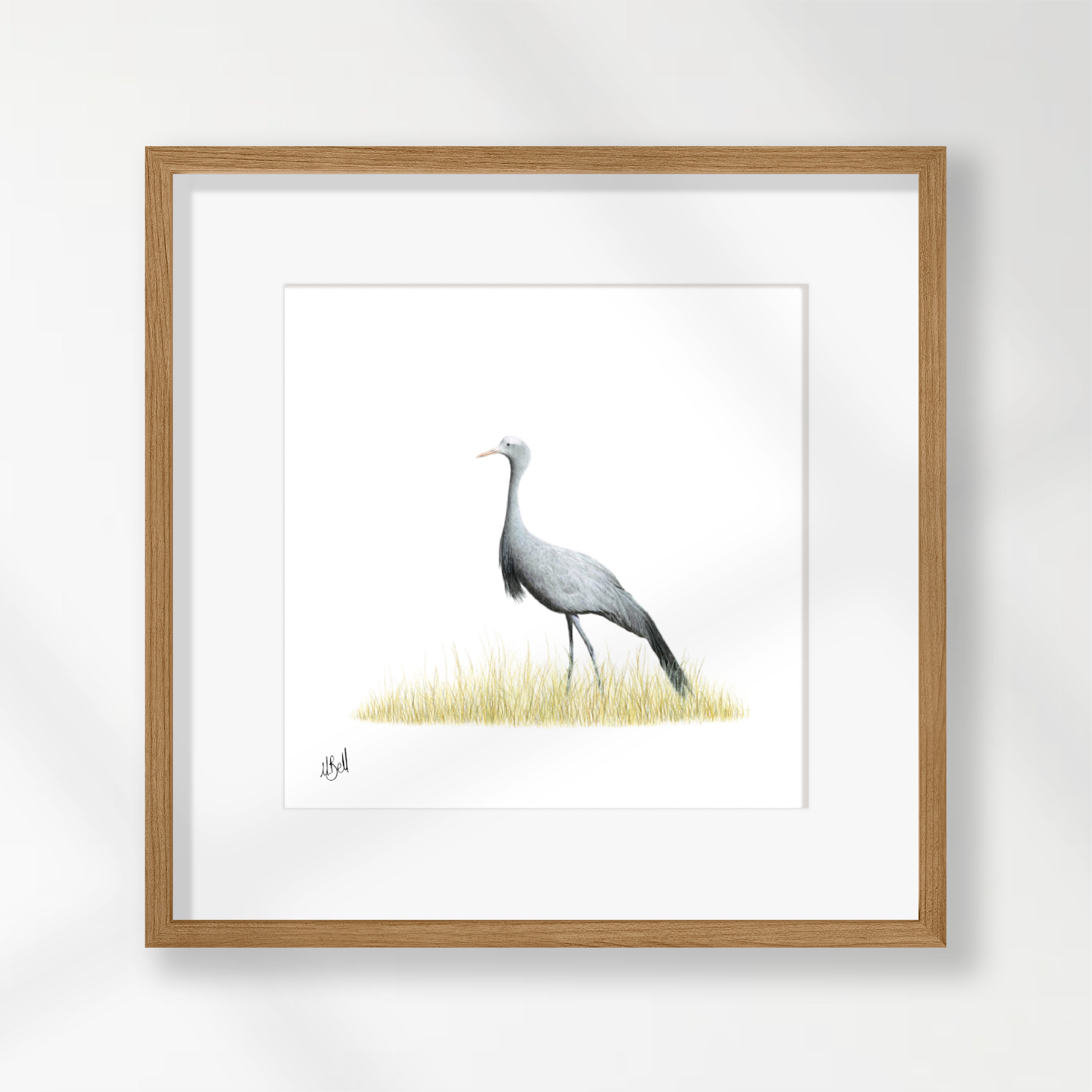 Blue Crane - BC