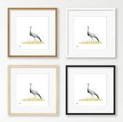 Blue Crane - BC