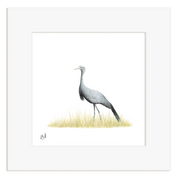 Blue Crane - BC
