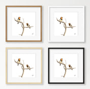 Black Collared Barbets - BCB
